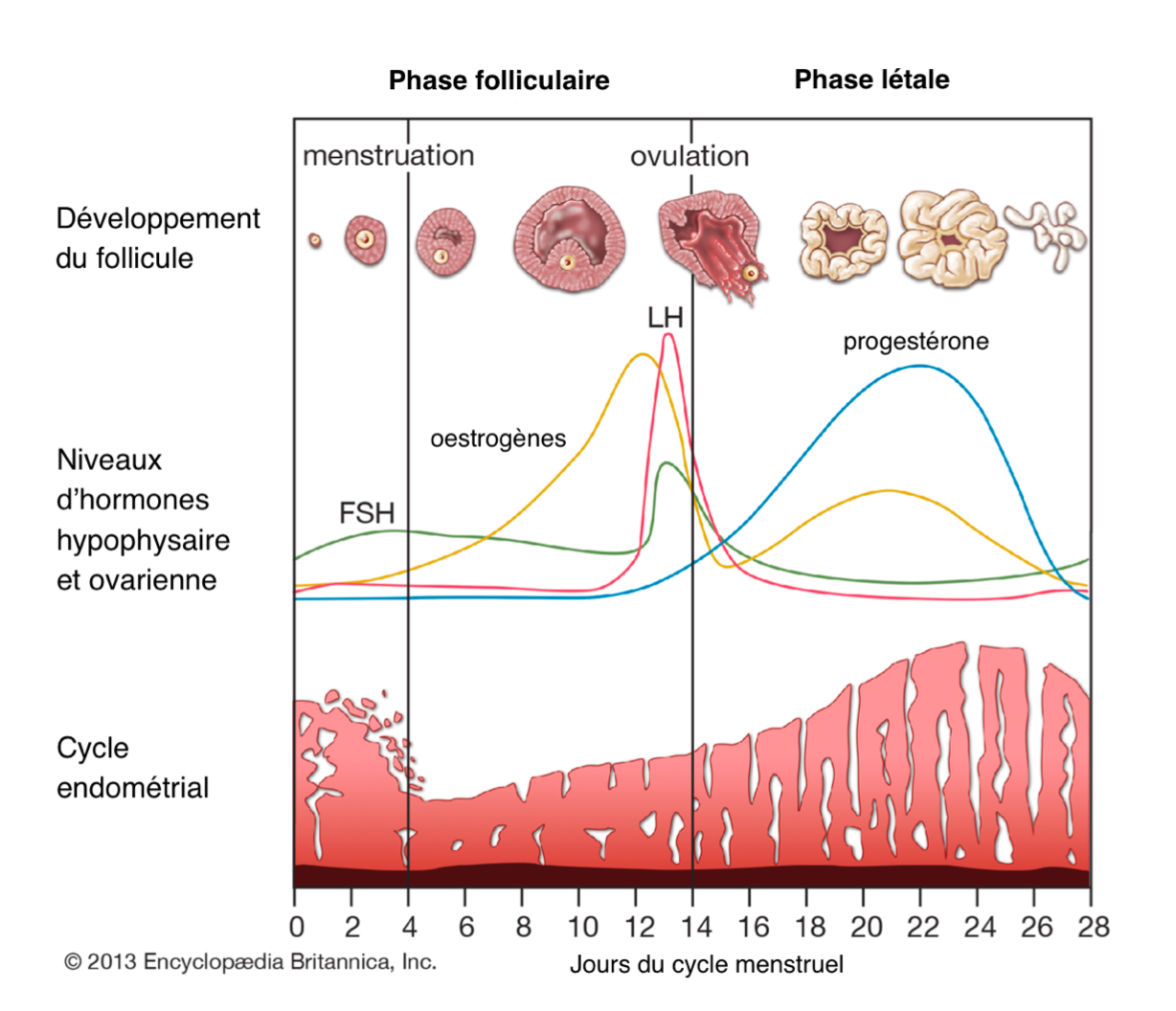 evolution hormones cycle menstruel