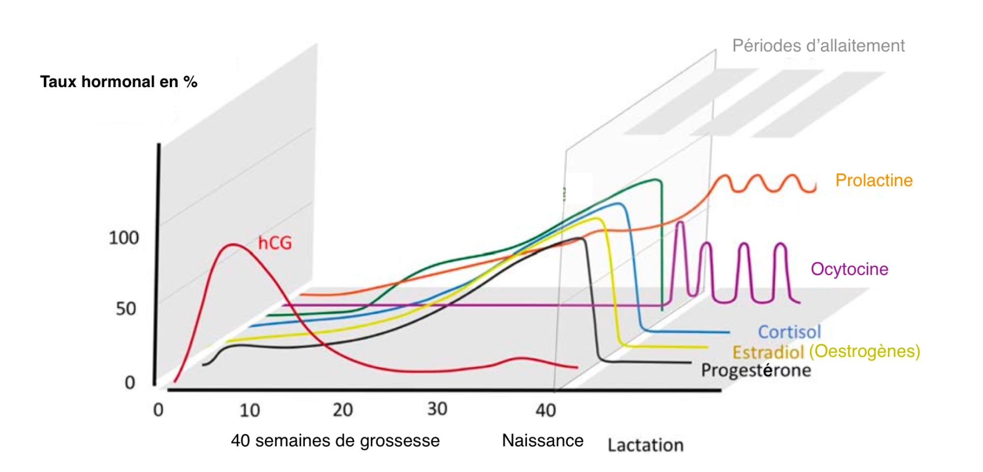 evolution hormones grossesse