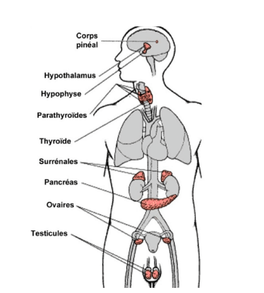 localisation-glandes-surrenales-production-hormones-sexuelles