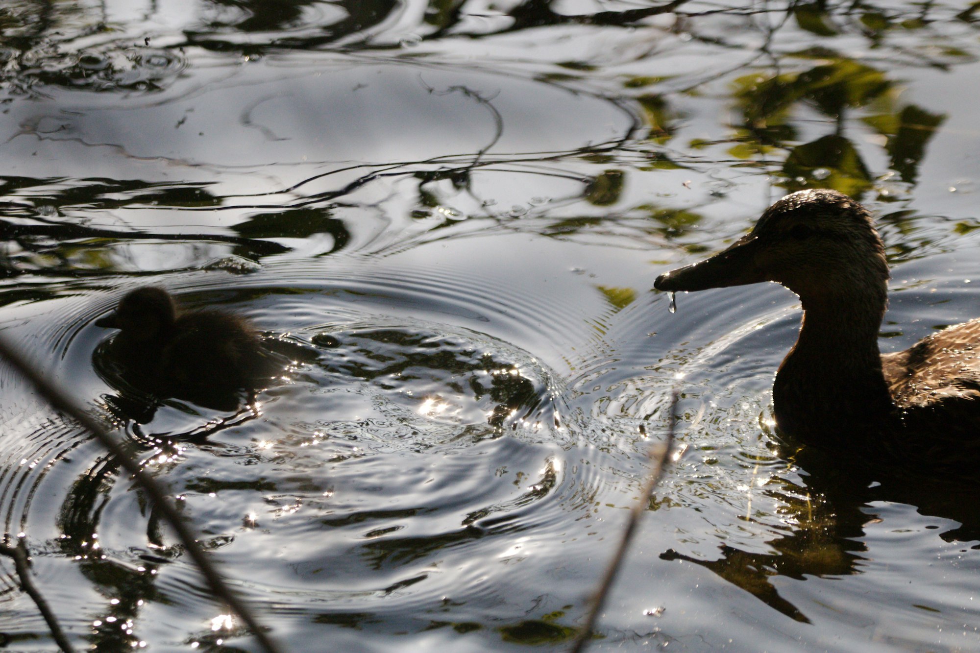 maman-canard-encourage-bebe-canard