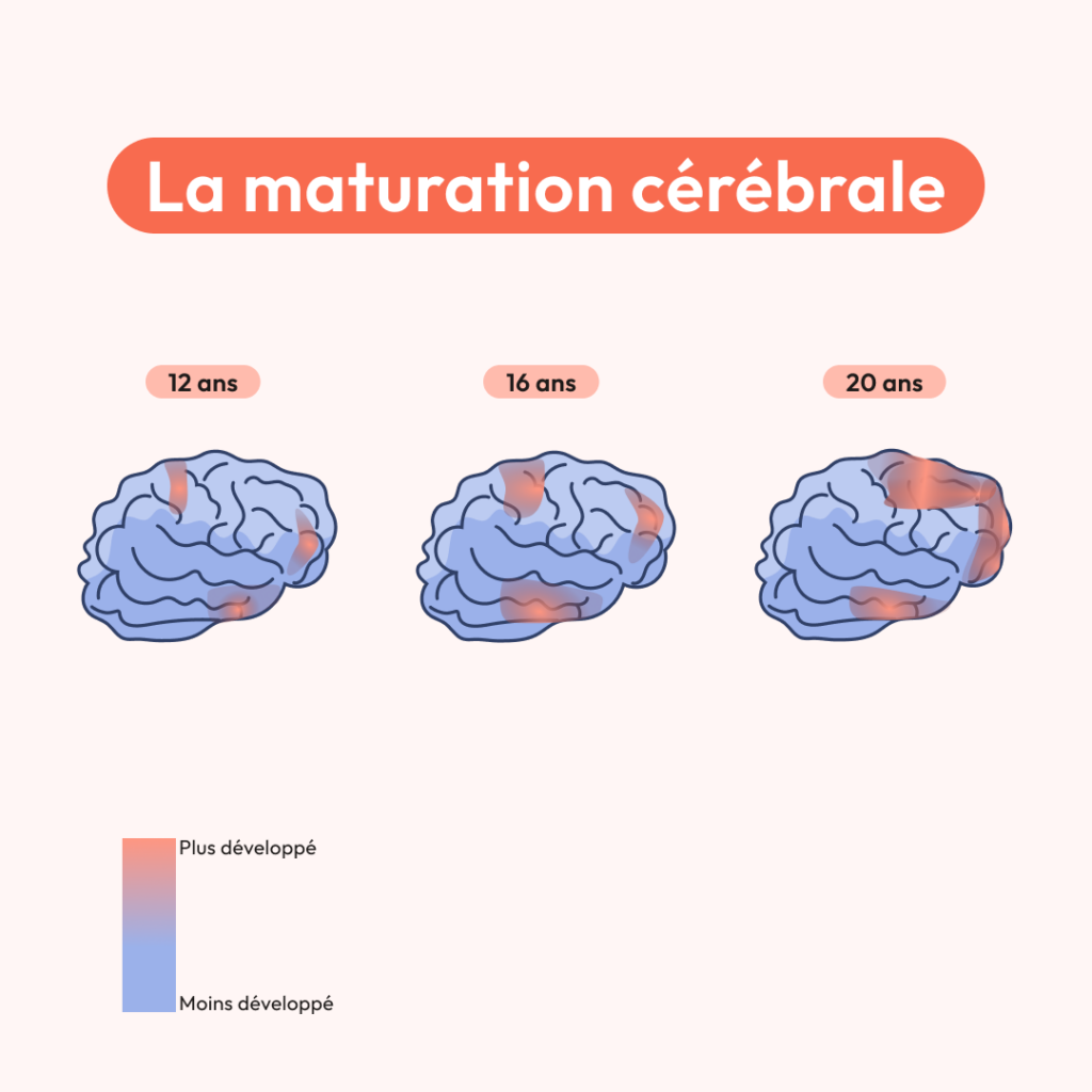 Maturation cerebrale